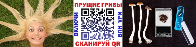 Псилоцибиновые грибы Cubensis  Томари 